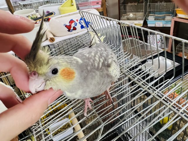 オカメインコ