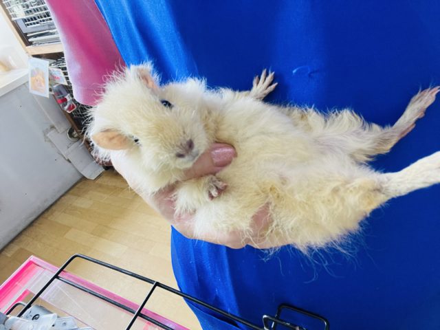 テディモルモット