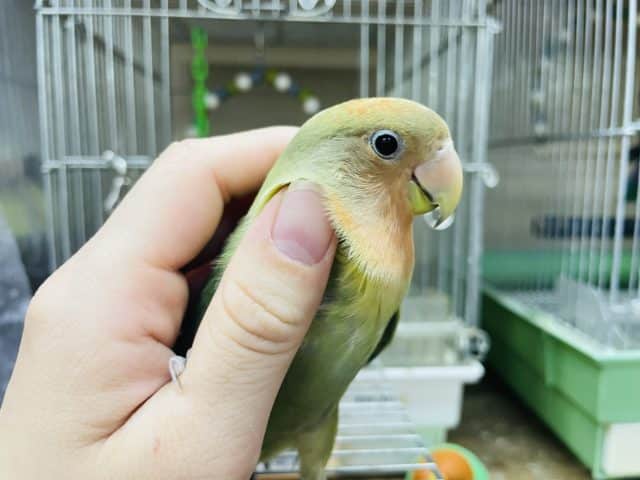 コザクラインコ（小桜インコ）