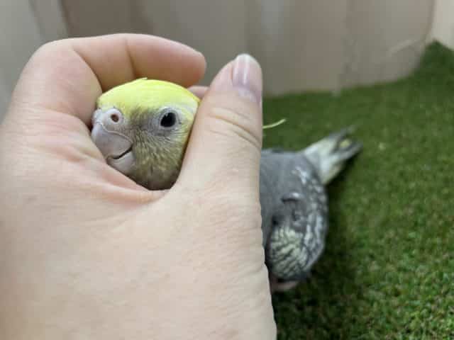 オカメインコ