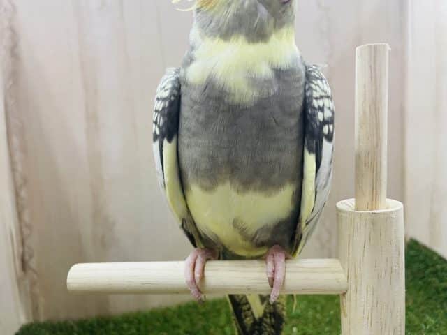 オカメインコ