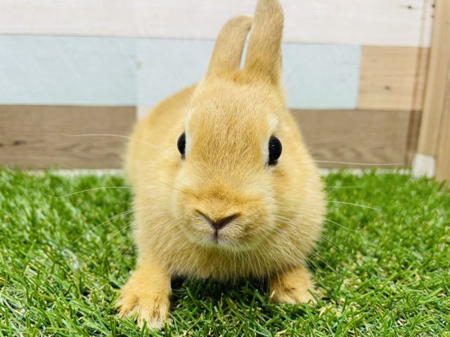 ネザーランドドワーフ