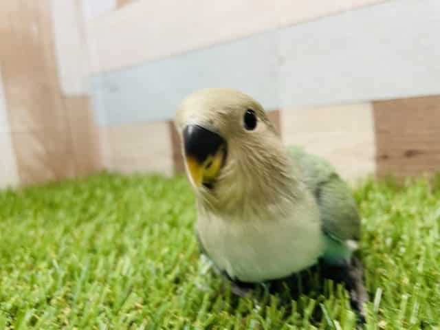 コザクラインコ（小桜インコ）