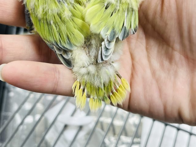 コザクラインコ（小桜インコ）