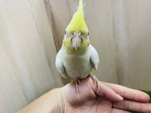 オカメインコ