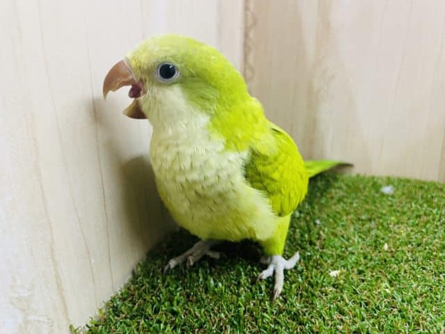 オキナインコ