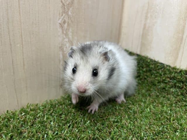 ゴールデンハムスター