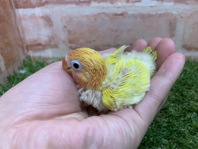 綺麗なカラー♪♪ ヤマブキイエローボタンインコ入舎です!! ヤマブキボタンインコ