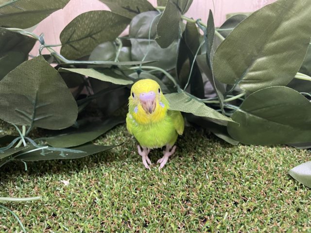 セキセイインコ