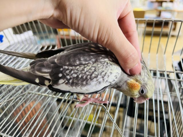 オカメインコ
