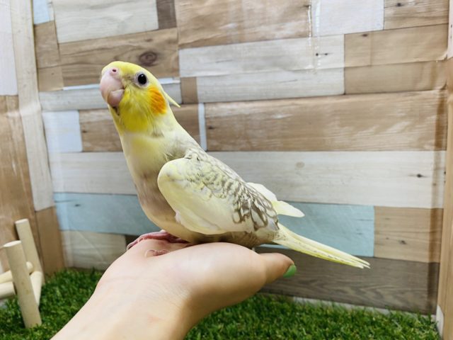 オカメインコ