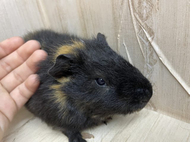 テッセルモルモット