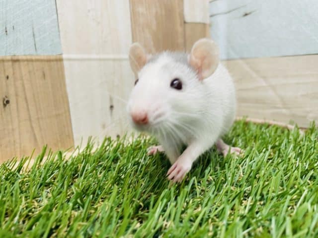 ファンシーラット