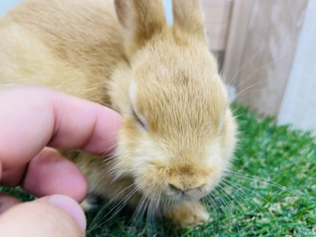 ネザーランドドワーフ