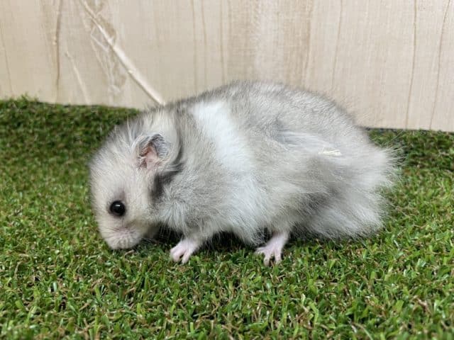 ゴールデンハムスター