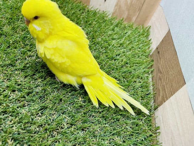ジャンボセキセイインコ