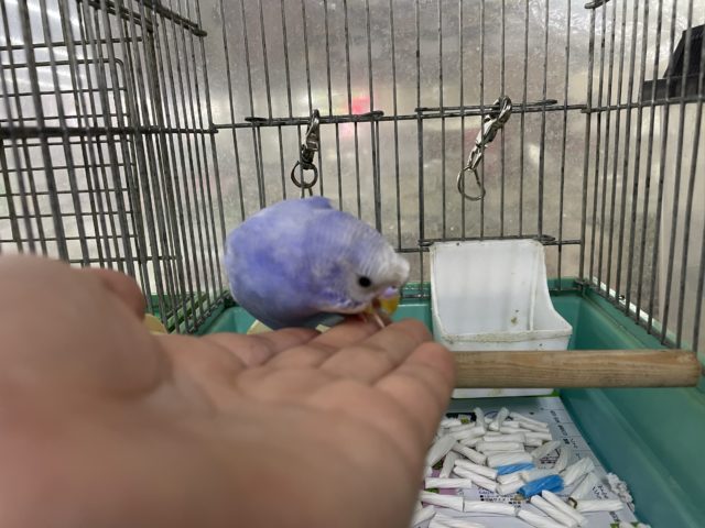 セキセイインコ