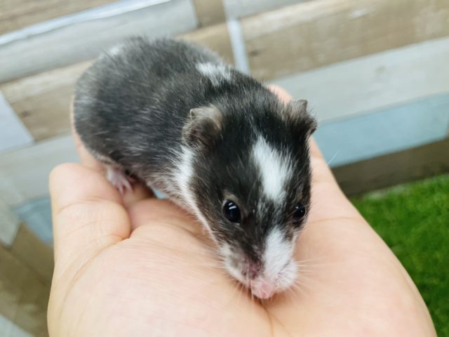 ゴールデンハムスター