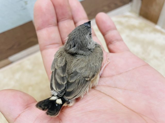 錦花鳥（キンカチョウ）