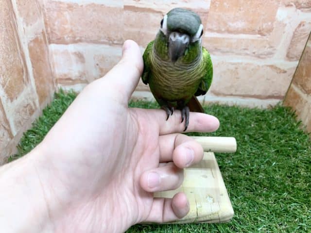 べたなれ♡ウロコインコがやってきた! ホオミドリウロコインコ