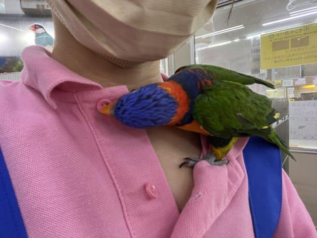 アカエリゴシキセイガイインコ