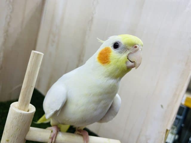 オカメインコ