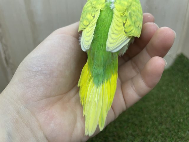 セキセイインコ