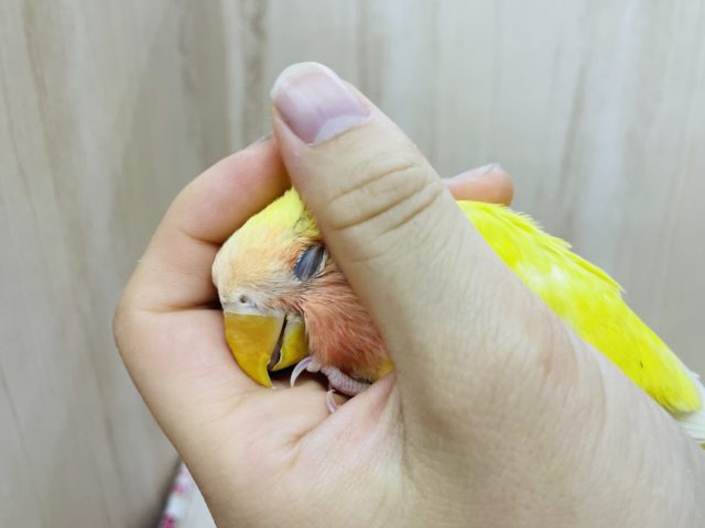 コザクラインコ（小桜インコ）