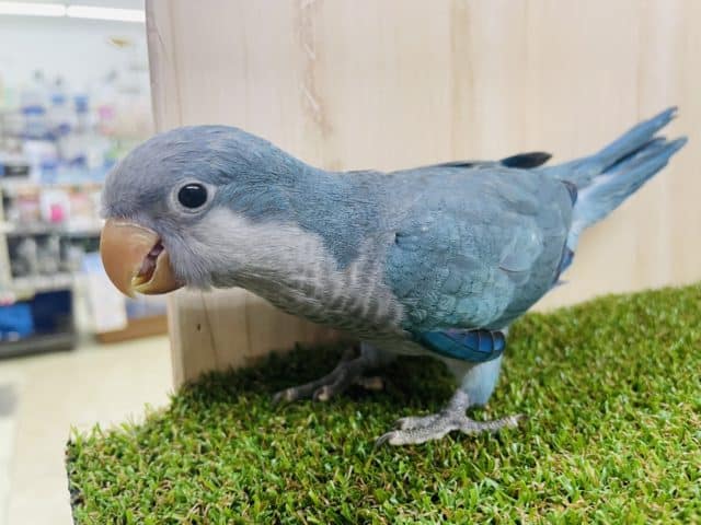オキナインコ