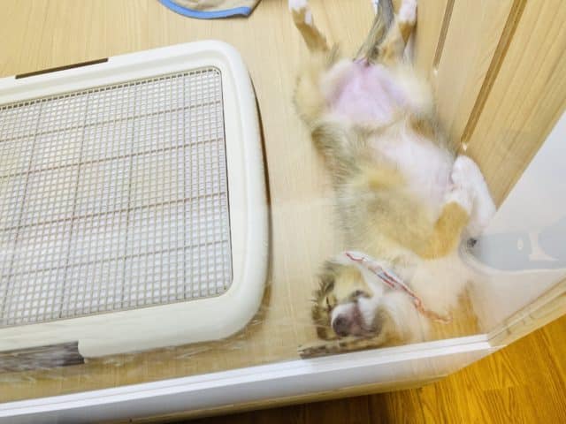 シェットランドシープドッグ（シェルティ）