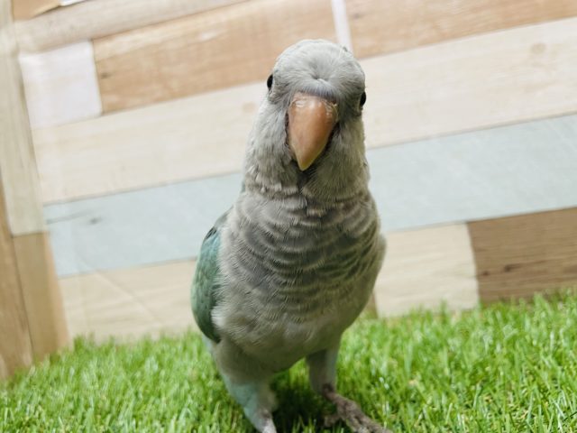 オキナインコ