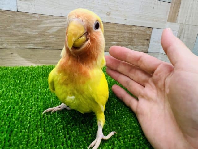 コザクラインコ（小桜インコ）