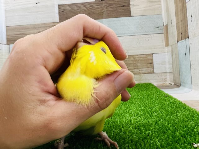 でかでかジャンボセキセイインコ!ルチノー ジャンボセキセイインコ