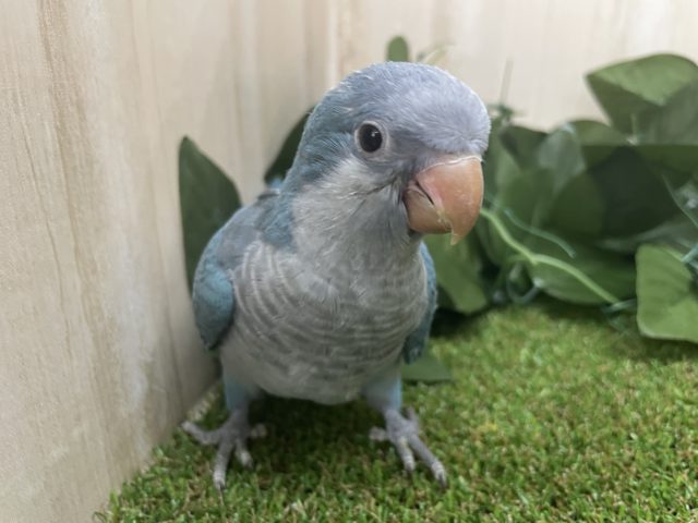 オキナインコ