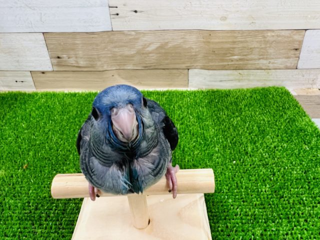 サザナミインコ