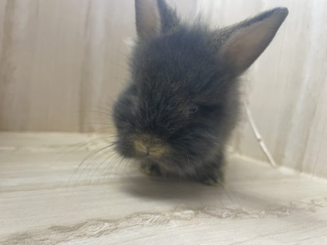 ライオンラビット