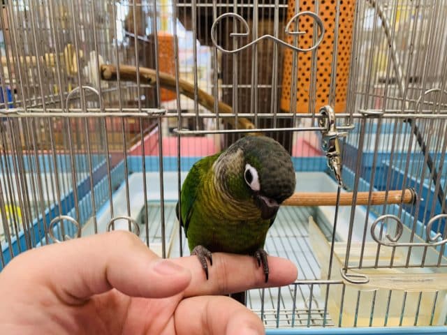 べたなれ♡ウロコインコがやってきた! ホオミドリウロコインコ