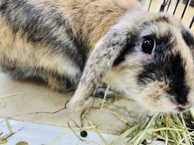 ロップイヤーラビット