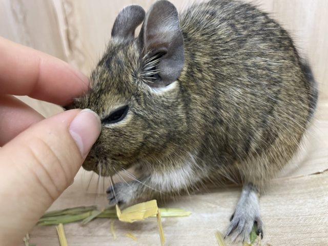 最新画像になりますよ!おやつの持ち方は二刀流!? デグー ノーマル デグー