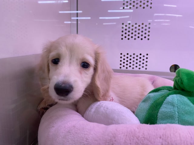 ミニチュアダックス