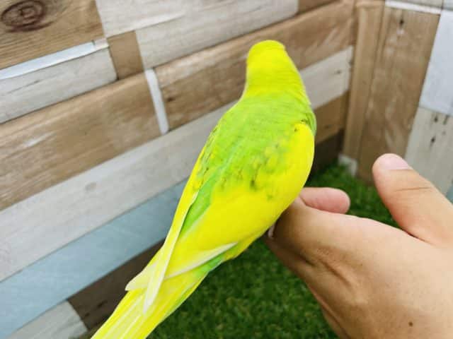 セキセイインコ