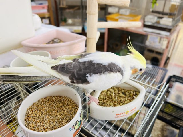 ガングロ〜♪手乗りのパイドのオカメインコ オカメインコ