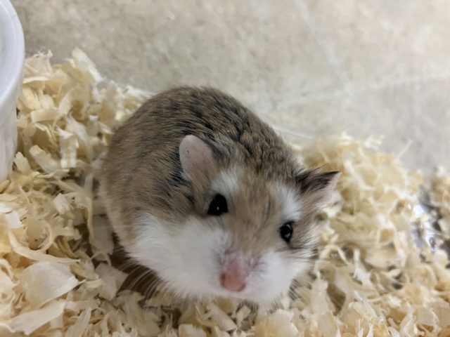 ロボロフスキーハムスター