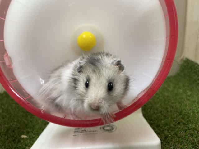 ゴールデンハムスター