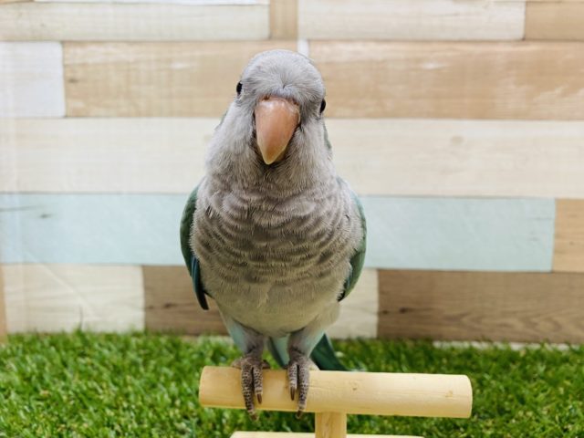 オキナインコ