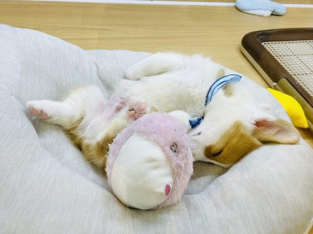 ウェルシュコーギー・ペンブローグ