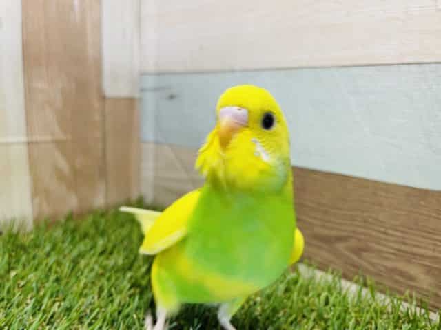 セキセイインコ