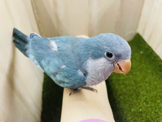 オキナインコ