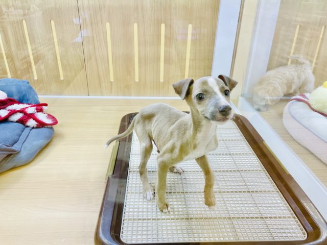 イタリアングレーハウンド