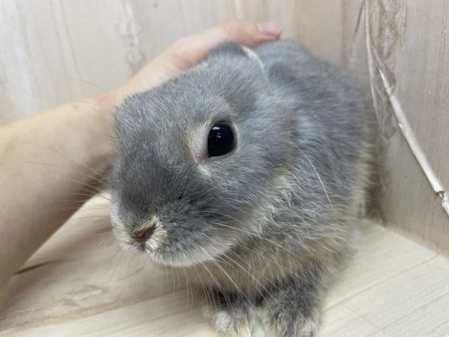 ネザーランドドワーフ